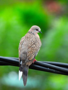 Spotted Dove