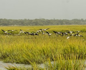 Wood Storks