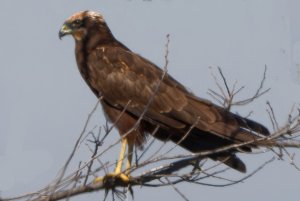 Marsh harrier