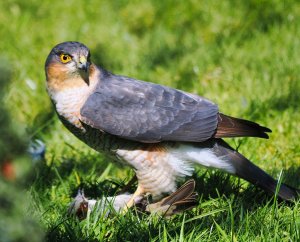 Sparrowhawk - Accipiter nisus