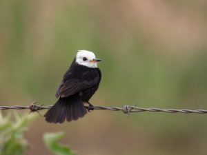 White-headed Marsh Tyrant