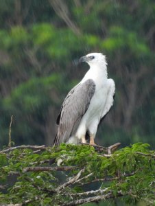 White-bellied Sea-Eagle