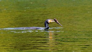 Catching a catfish 2.