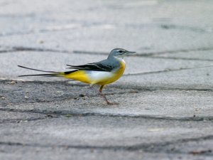 Grey wagtail