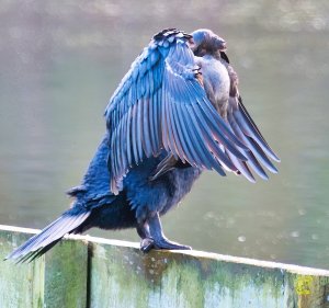 Headless Cormorant - Phalacrocorax carbo