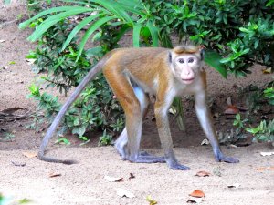 Dry Zone Toque Macaque