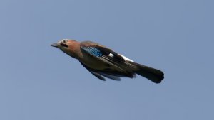 Eurasian Jay