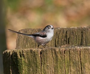 Long-tailed Tit  - Aegithalos caudatus