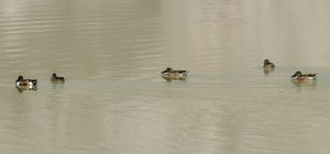 Northern Shoveler