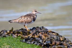 Ruddy Turnstone