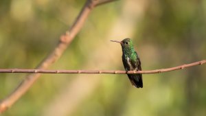 Glittering-throated Emerald