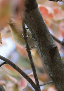 Blackpoll Warbler peers intently through crisp fall leaves