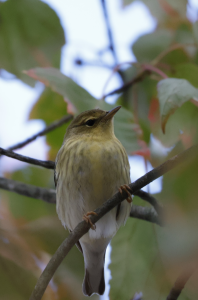 Blackpoll Warbler peers down on camera and lens