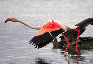 Greater Flamingo - Phoenicopterus roseus