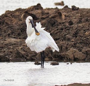 Spoonbill - Platalea