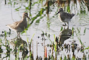 Pectoral Sandpiper and White-rumped Sandpiper