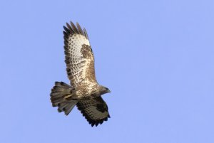 Buzzard