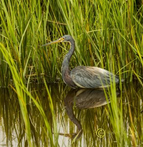 Tricolor Heron