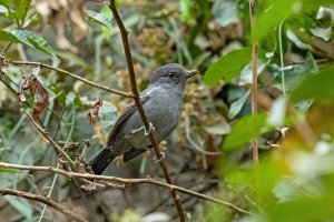 Upland Antshrike