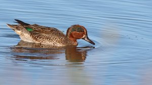 eurasian teal (male)