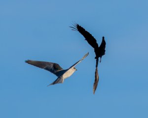 Kite and crow drama