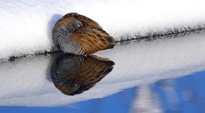 Water rail