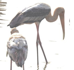 Painted Storks