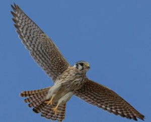 American Kestrel, Female