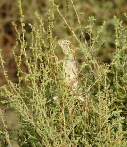 Short-tailed Agama