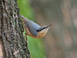 Eurasian Nuthatch