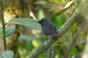 Bolivian Tapaculo