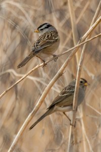 White Crowned Sparrow