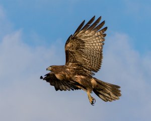 Redtail Hawk in flight