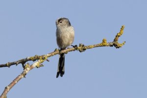 2352 Long-tailed Tit.jpg