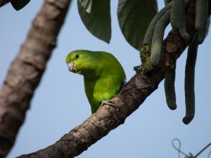 Blue-winged Parrotlet