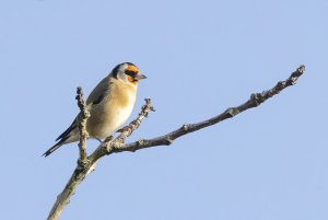 2356 Goldfinch.jpg