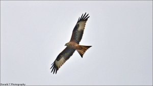 Red Kite