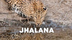 Leopard Safari in Jhalana Leopard Reserve, Rajasthan