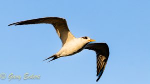 Crested Tern