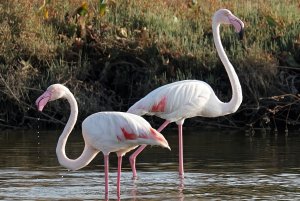 Greater Flamingo