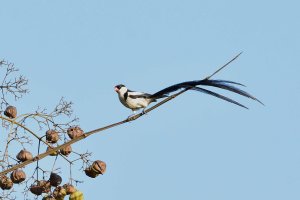 Pin Tailed Whydah