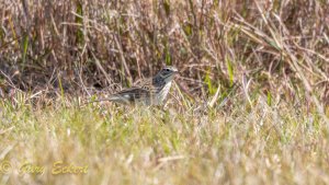 Australian Pipit