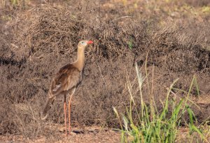 Red-legged Seriema