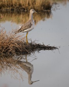 Greater Yellowlegs