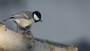 Great tit