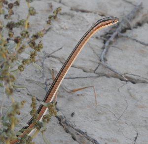 Leith's Sand Snake