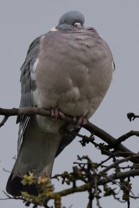 2388 Wood Pigeon.jpg