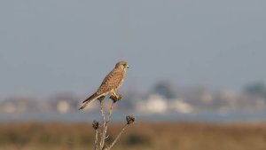 Eurasian Kestrel