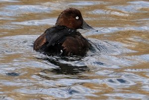 Ferruginous duck