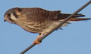 American Kestrel.